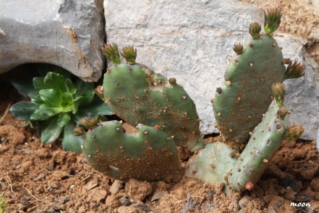 Opuntia compresa i Lewisia